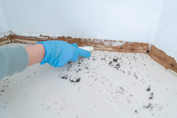 Best Commercial Pest Control Services  in Rowland Heights, CA
