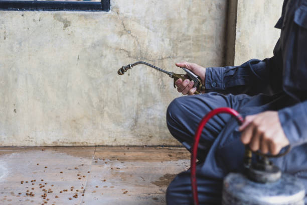 Best Rat Extermination Near Me  in Rowland Heights, CA